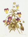 Viola Tricolour - Pierre-Joseph Redouté