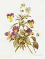 Viola Tricolour - Pierre-Joseph Redouté