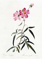 Rosa Longifolia - Pierre-Joseph Redouté