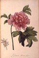 Paeonia Moutan - Pierre-Joseph Redouté