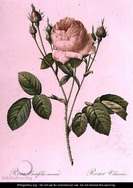 Rosa Centifolia Carnea - Pierre-Joseph Redouté