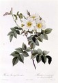 Rosa Brevistyla Leucochroa - Pierre-Joseph Redouté