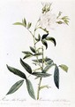 Rosa Alba Cimbaefolia - Pierre-Joseph Redouté