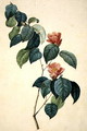 Camellia Japonica, 1793 - Pierre-Joseph Redouté