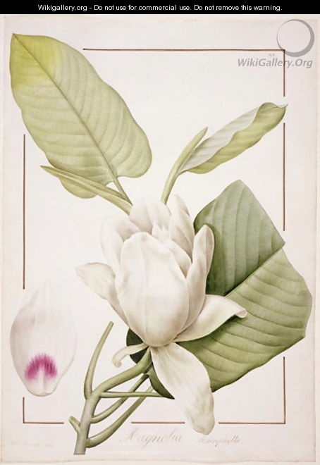 Magnolia macrophylla, 1811 - Pierre-Joseph Redouté