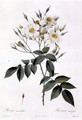 Rosa moschata or Musk Rose - Pierre-Joseph Redouté