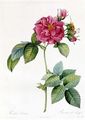 Rosa Turbinata - Pierre-Joseph Redouté