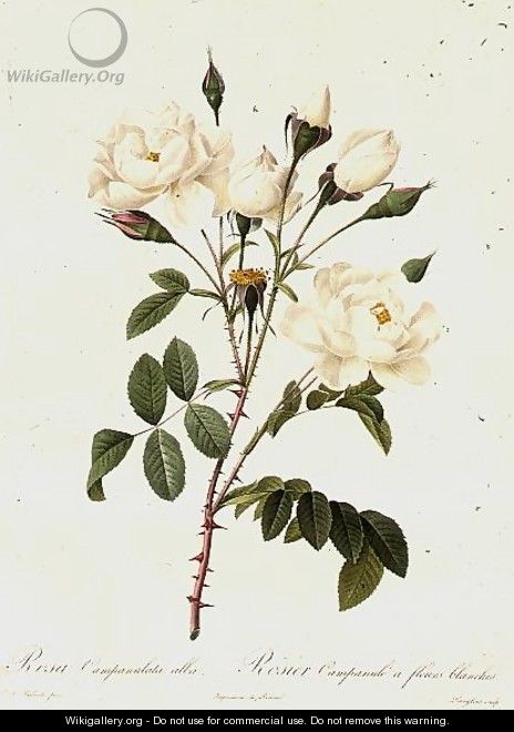 Rosa Campanulata Alba - Pierre-Joseph Redouté