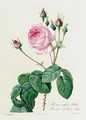 Rosa Centifolia Bullata - Pierre-Joseph Redouté