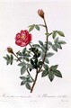 Rosa Muscosa Anemone-Flora - Pierre-Joseph Redouté