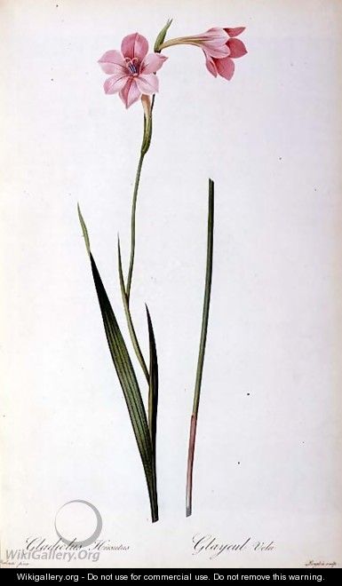 Gladiolus Hirsulus, from Les Liliacees - Pierre-Joseph Redouté