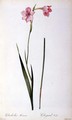 Gladiolus Hirsulus, from Les Liliacees - Pierre-Joseph Redouté