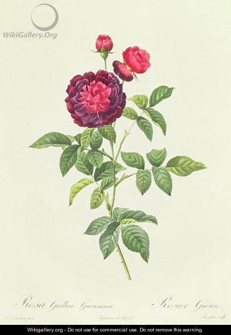 Rosa Gallica Gueriniana - Pierre-Joseph Redouté