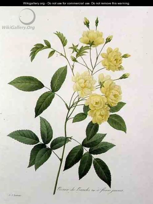 Rosa banksiae Bankss rose, from Choix des Plus Belles Fleurs, 1827 - Pierre-Joseph Redouté