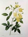 Rosa banksiae Bankss rose, from Choix des Plus Belles Fleurs, 1827 - Pierre-Joseph Redouté