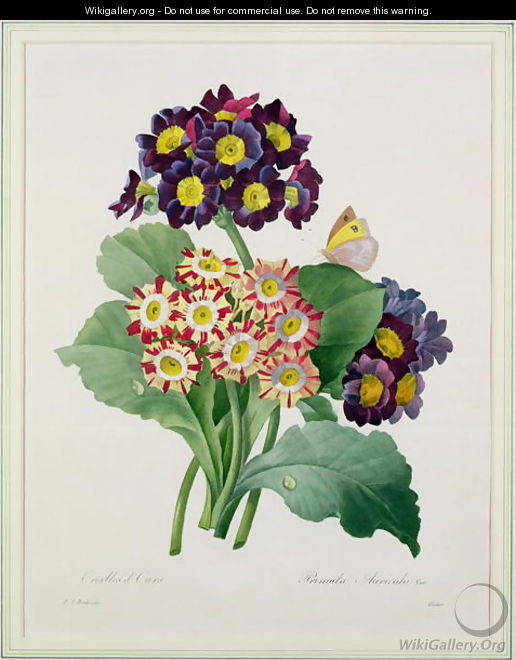 Primula auricula, engraved by Victor, from Choix des Plus Belles Fleurs, 1827 - Pierre-Joseph Redouté