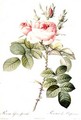 Rosa Bifera Officinalis, engraved by Langlois, published by Remond - Pierre-Joseph Redouté