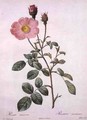 Rosa muscosa moss rose, engraved by Gouten, from Les Roses, 1817-24 - Pierre-Joseph Redouté