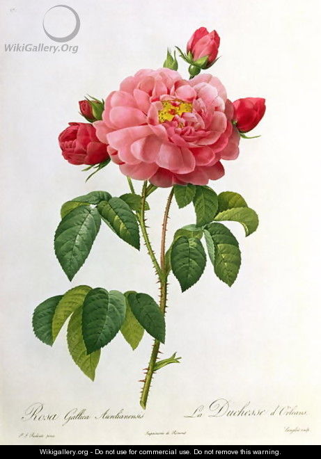 Rosa Gallica Aurelianensis, engraved by Eustache Hyacinthe Langlois 1777-1837 - Pierre-Joseph Redouté