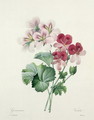 Geranium Variety Cranes-bill from Choix des Plus Belles Fleurs, 1827 - Pierre-Joseph Redouté