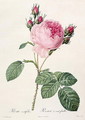 Rosa Centifolia, from Les Roses, engraved by Couten, published by Remond, 1817 - Pierre-Joseph Redouté