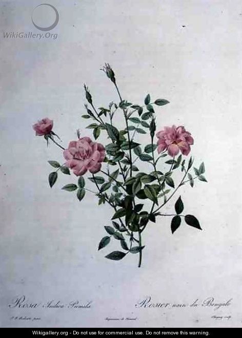 Rosa indica pumila dwarf Bengal rose, engraved by Chapuy, from Les Roses, 1817-24 - Pierre-Joseph Redouté