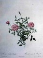 Rosa indica pumila dwarf Bengal rose, engraved by Chapuy, from Les Roses, 1817-24 - Pierre-Joseph Redouté