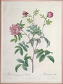 Rosa Cinnamomea Maialis, engraved by Chapuy, published by Remond - Pierre-Joseph Redouté