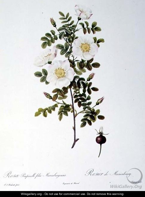 Rosa Pimpinellifolia Mariaeburgensis, engraved by Chapuy, from Les Roses, by Remond, pub. 1818 - Pierre-Joseph Redouté