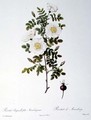 Rosa Pimpinellifolia Mariaeburgensis, engraved by Chapuy, from Les Roses, by Remond, pub. 1818 - Pierre-Joseph Redouté