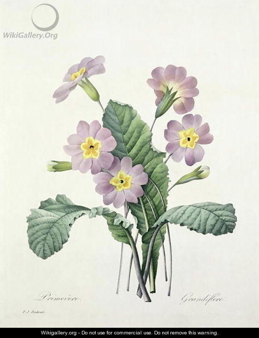 Primula Primrose, engraved by Bessin, from Choix des Plus Belles Fleurs, 1827 - Pierre-Joseph Redouté