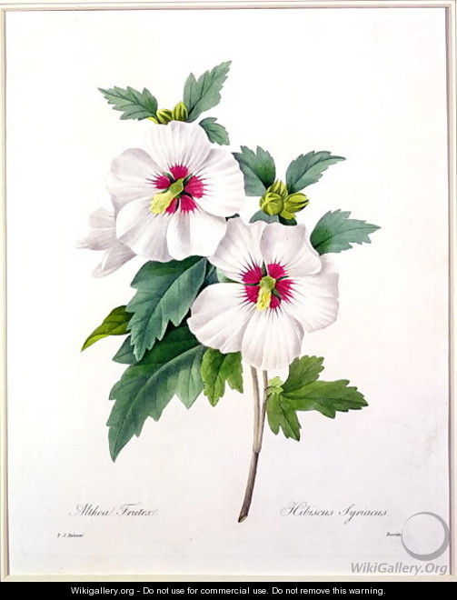 Hibiscus syriacus, engraved by Bessin, from Choix des Plus Belles Fleurs, 1827 - Pierre-Joseph Redouté