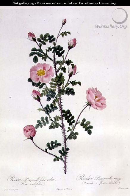 Rosa Pimpinellifolia Rubra Flore Multiplici, engraved by Chapuy, published by Remond - Pierre-Joseph Redouté