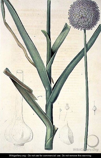 Allium ampeloprasum Levant Garlic engraved by Lemaire, plate 385 from the Plate Collection of the Botany Library, 19th century - Pierre-Joseph Redouté