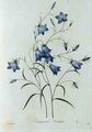 Campanula, engraved by Victor, from Choix des Plus Belles Fleurs, 1827-33 - Pierre-Joseph Redouté