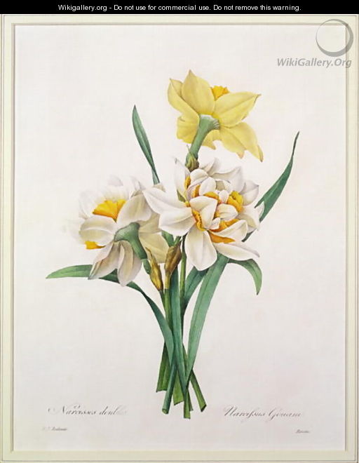 Narcissus gouani double daffodil, engraved by Bessin, from Choix des Plus Belles Fleurs, 1827 - Pierre-Joseph Redouté