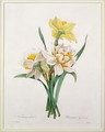 Narcissus gouani double daffodil, engraved by Bessin, from Choix des Plus Belles Fleurs, 1827 - Pierre-Joseph Redouté