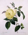 Rosa indica, engraved by Bessin, from Choix des Plus Belles Fleurs, 1827 - Pierre-Joseph Redouté