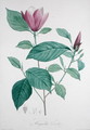 Magnolia discolor, engraved by Legrand - (after) Redoute, Henri Joseph