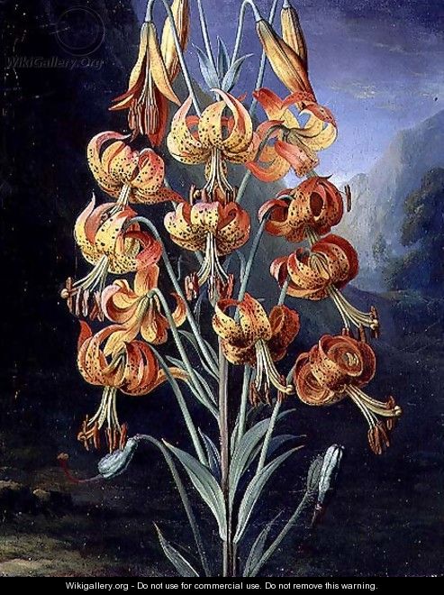Lilium Superbum, painted for R. J. Thorntons Temple of Flora, c.1798 - Philip Reinagle