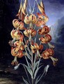 Lilium Superbum, painted for R. J. Thorntons Temple of Flora, c.1798 - Philip Reinagle