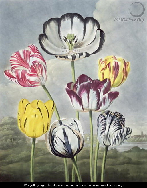 Tulips, engraved by Earlom, from The Temple of Flora by Thornton, 1807 - Philip Reinagle
