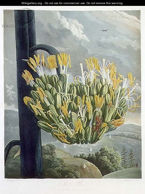 The Aloe, engraved by Medland, from The Temple of Flora by Robert Thornton, pub. 1798 - Philip Reinagle