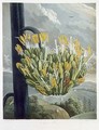 The Aloe, engraved by Medland, from The Temple of Flora by Robert Thornton, pub. 1798 - Philip Reinagle