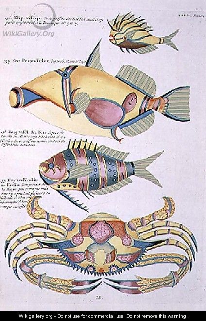 Three Fish and a Crab, plate 34 from Vol 2 of Fish, Crayfish and Crabs, pub. 1754 - (after) Renard, Louis