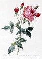 Rosa Indica 2 - Pierre-Joseph Redouté