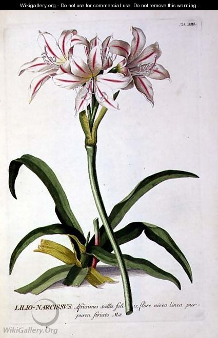 Lilio-Narcissus, from Trew Plantae Selectae - Pierre-Joseph Redouté
