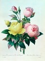 Rosa Lutea and Rosa Indica, from Les Choix des Plus Belles Fleurs, 1827 - Pierre-Joseph Redouté