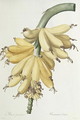 Banana, 1816 - Pierre-Joseph Redouté