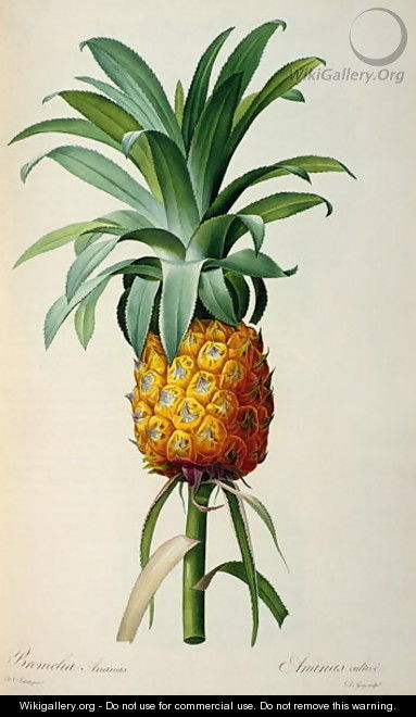 Bromelia Ananas, from Les Bromeliacees - Pierre-Joseph Redouté